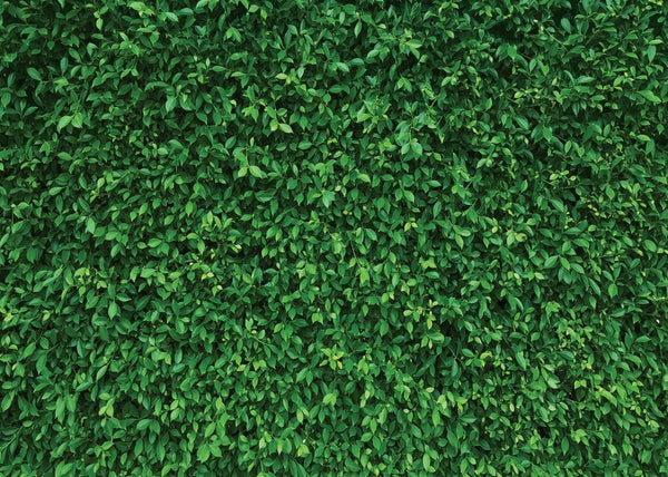 7x5FT Green Leaves Photography Backdrops Nature Backdrop Birthday Background - Hibrides